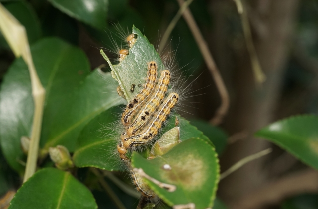葉を食すチャドクガ
