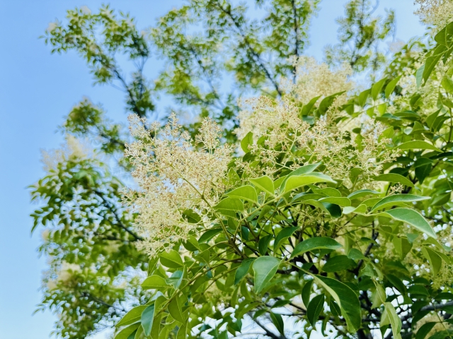 シマトネリコは強剪定したら枯れるの？失敗しないための正しい手順