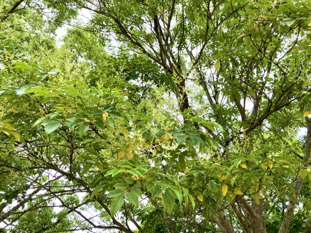 太い主幹や伸びすぎた枝、枯れ枝などの不要な枝を切り詰める