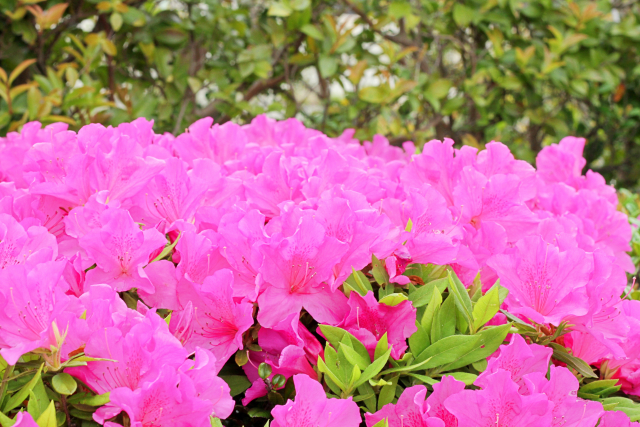 ツツジの剪定で失敗した！時期を間違えて花が咲かない時のリカバリー法