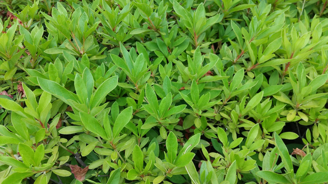 冬の失敗しないツツジの剪定
