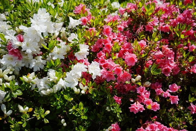 ツツジの強剪定の時期はいつがいい？枯らさずに花を咲かせる限界ラインを徹底解説