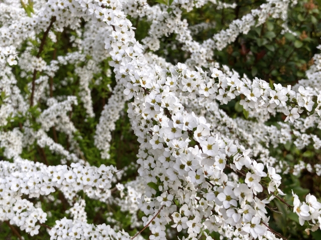 ユキヤナギを剪定したら花が咲かない？失敗する原因は「時期」と「切る枝」にあり！